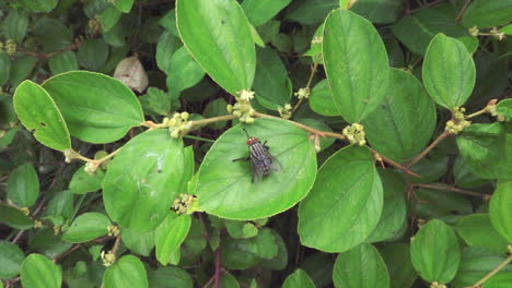 una mosca sentada en una hoja en la naturaleza