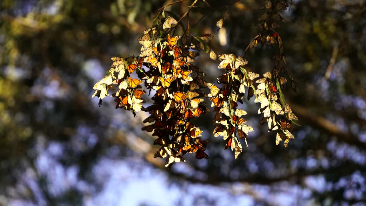 grupos de mariposas monarca colgando de un gran eucalipto durante su migración del norte a la costa oeste de california