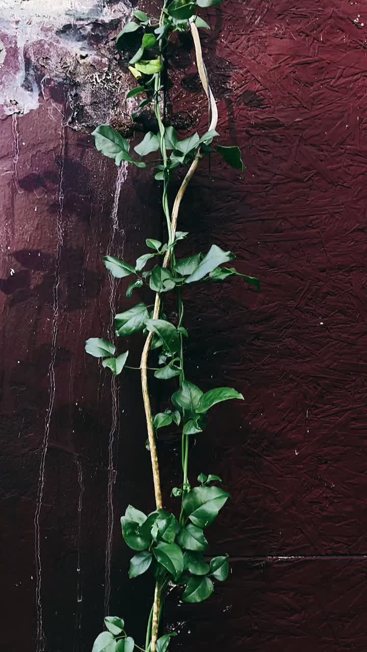 Climbing Vine on a Dark Wall