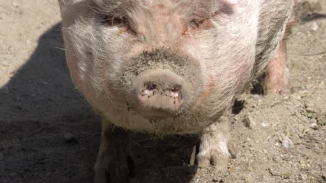 close up high angle portrait of fat dirty shaggy pig in dry dirt soil