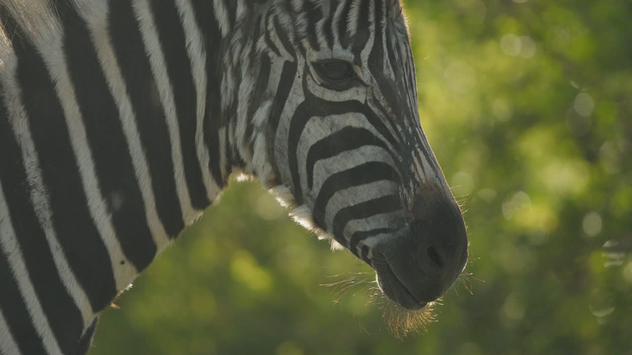 Close-up of a Zebra in its Natural Habitat