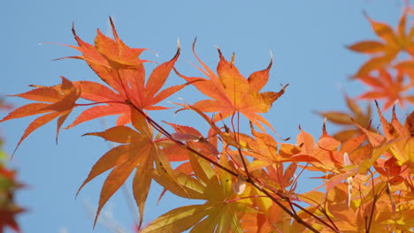 tracking shot along vibrant orange maple leaves in full autumn color