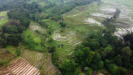 4K-Drohnenaufnahmen-Aus-Der-Luft:-Grüne-Jatiluwih-Reisterrassen-Der-Unesco,-Ubud,-Bali