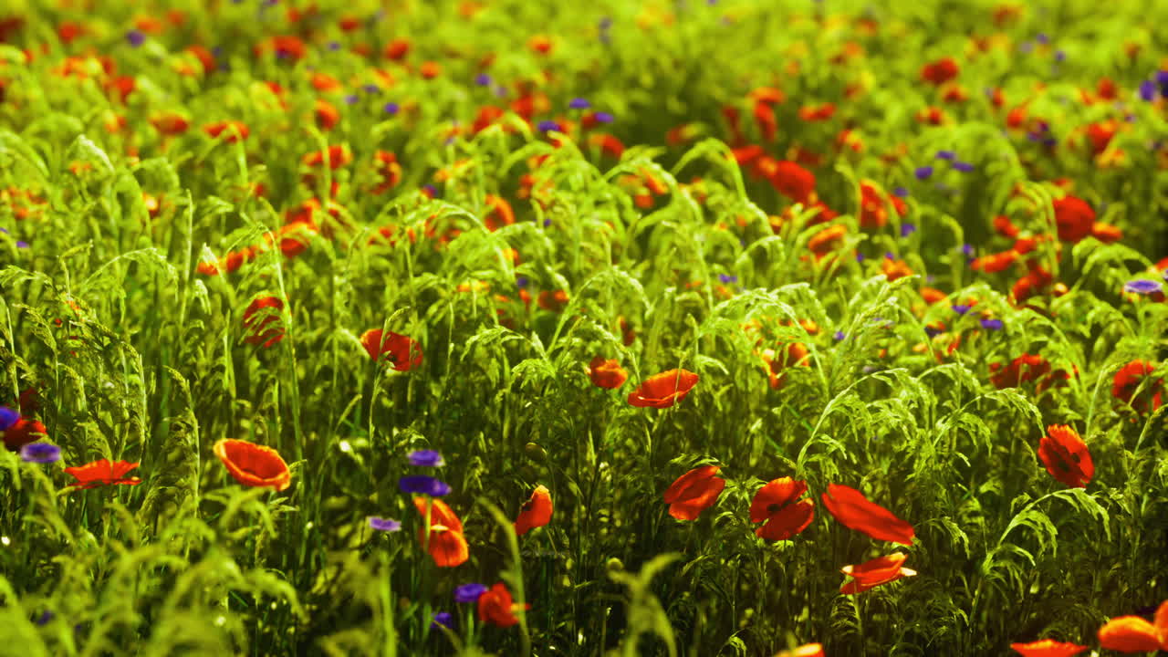 Vibrant wildflower meadow awakens under the golden sun