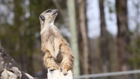 cute meerkat sitting on wooden pole and duck of the head in forest during summer -close up