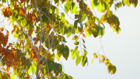 Autumn-Leaves-in-Boulder-Colorado,-Changing-Seasons-in-Colorado,-Leaves-of-Fall