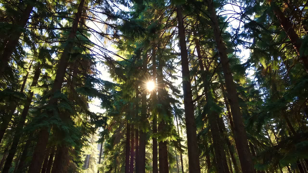la luz del sol filtrándose a través de un denso dosel del bosque