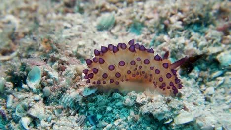 色彩豐富的janulus nudibranch 螺旋<unk> 紫色尖端的cerata 在沙灘上爬行