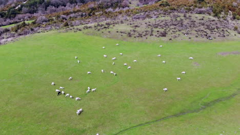 Antena-De-Campo-Verde-Con-Rebaño-De-Ovejas-Blancas