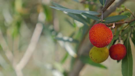 fondos títulos, desenfocado, frutos rojos, amarillo, naturaleza forestal