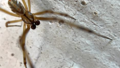 Small-spider-on-the-wall,-macro-shot