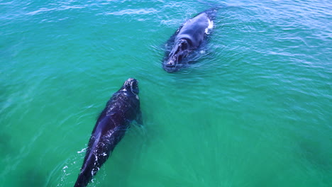 Cría-De-Ballena-Franca-Austral-Nada-Rápidamente-Hacia-Su-Madre-En-Aguas-Poco-Profundas,-Antena