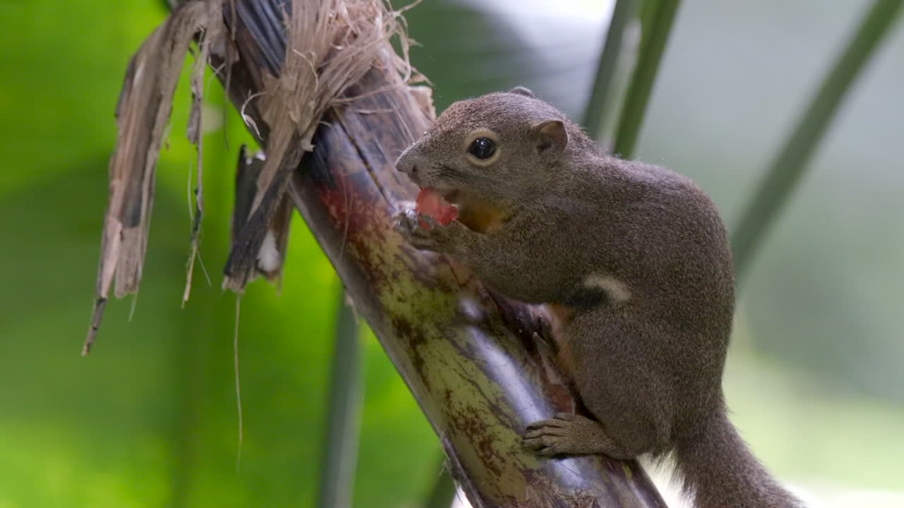 una linda ardilla de plátano sosteniendo y comiendo fruta en una rama de árbol - de cerca, vista lateral