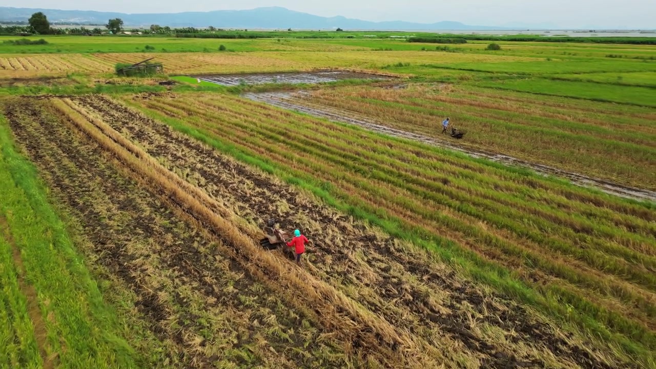Pemandangan udara sawah pedesaan di Morong, Rizal, menampilkan petani lokal, lahan budidaya, dan lanskap pertanian CALABARZON