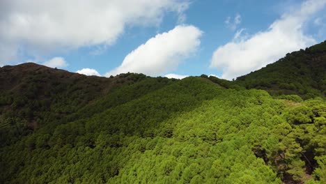 vibrant green forest covering hills in spain