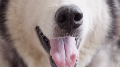 siberian husky lying on the ground.