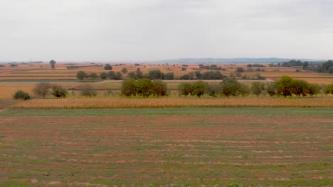 panoramic footage of agriculture corn fields on a sunny day