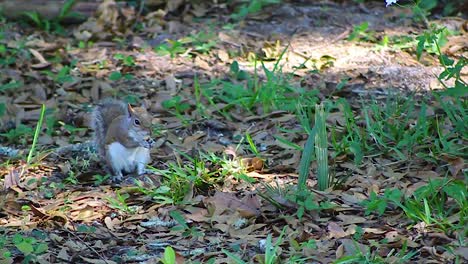 squirrel eating on leafy ground, with sunlight filtering through the trees