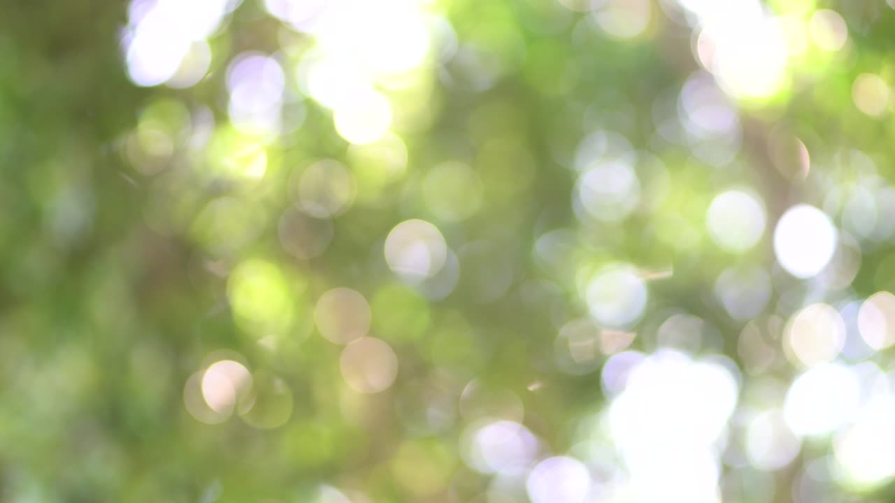 추상화된 배경: 보케 녹색 나무 흐릿한 배경