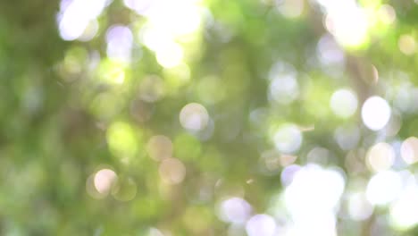 abstracts background. bokeh green tree blurred background.