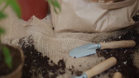 Interior-gardening-hobby,-planting-a-Sansevieria-plant-in-a-pot-with-the-hands,-close-up-scene