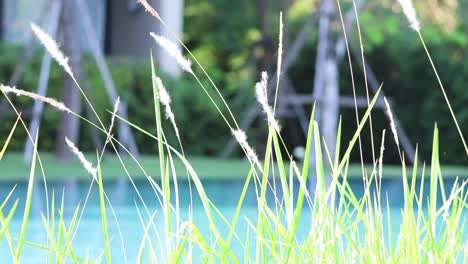 grass swaying gently by a calm blue lake