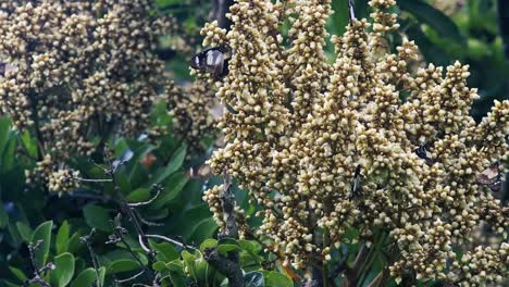 Un-Grupo-De-Mariposas-Volando-Alrededor-De-Una-Planta-De-Néctar-En-Busca-De-Néctar