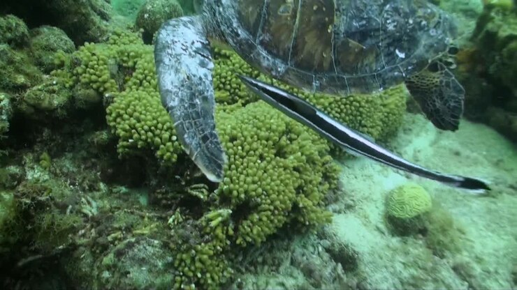 A remora swims beneath a turtle as they both glide away over the reef, their movements synchronized in a tranquil underwater scene.