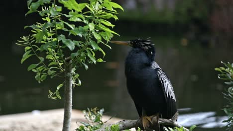 wild anhinga bird closeup perched on branch with pond in background