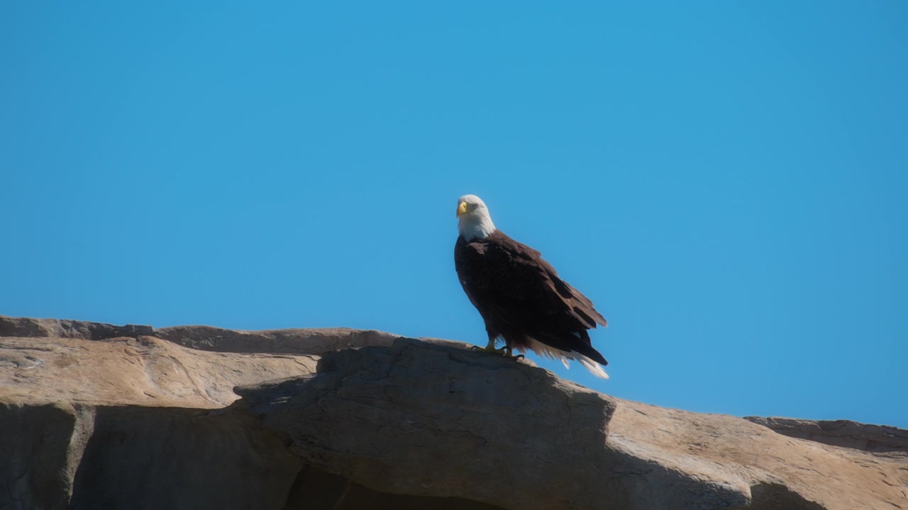 Aquila calva in piedi su una roccia, che si guarda intorno. Rallentatore