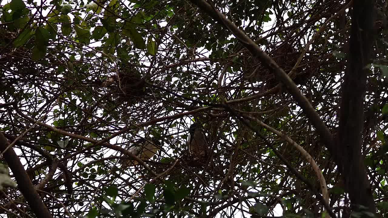 nido de pájaros en las ramas de los árboles, hanoi, vietnam