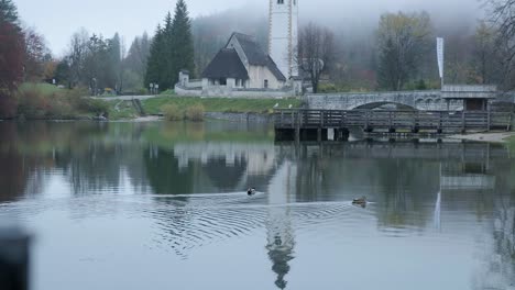 Ducks-swimming-at-Lake-Bohinj-with-a-reflection-of-the-church-in-the-background-and-camera-in-the-foreground-in-the-early-morning-fog