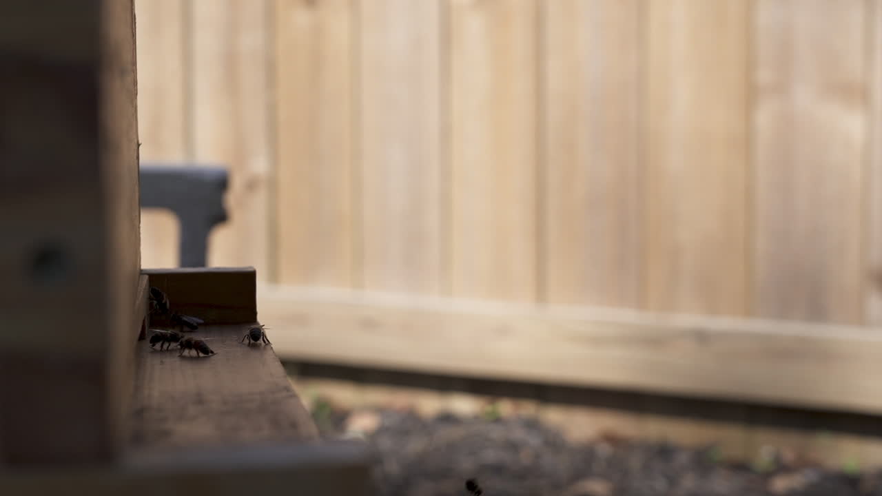 Profile view of honey bees landing and taking off from a beehive to go forage for pollen and nectar in the spring