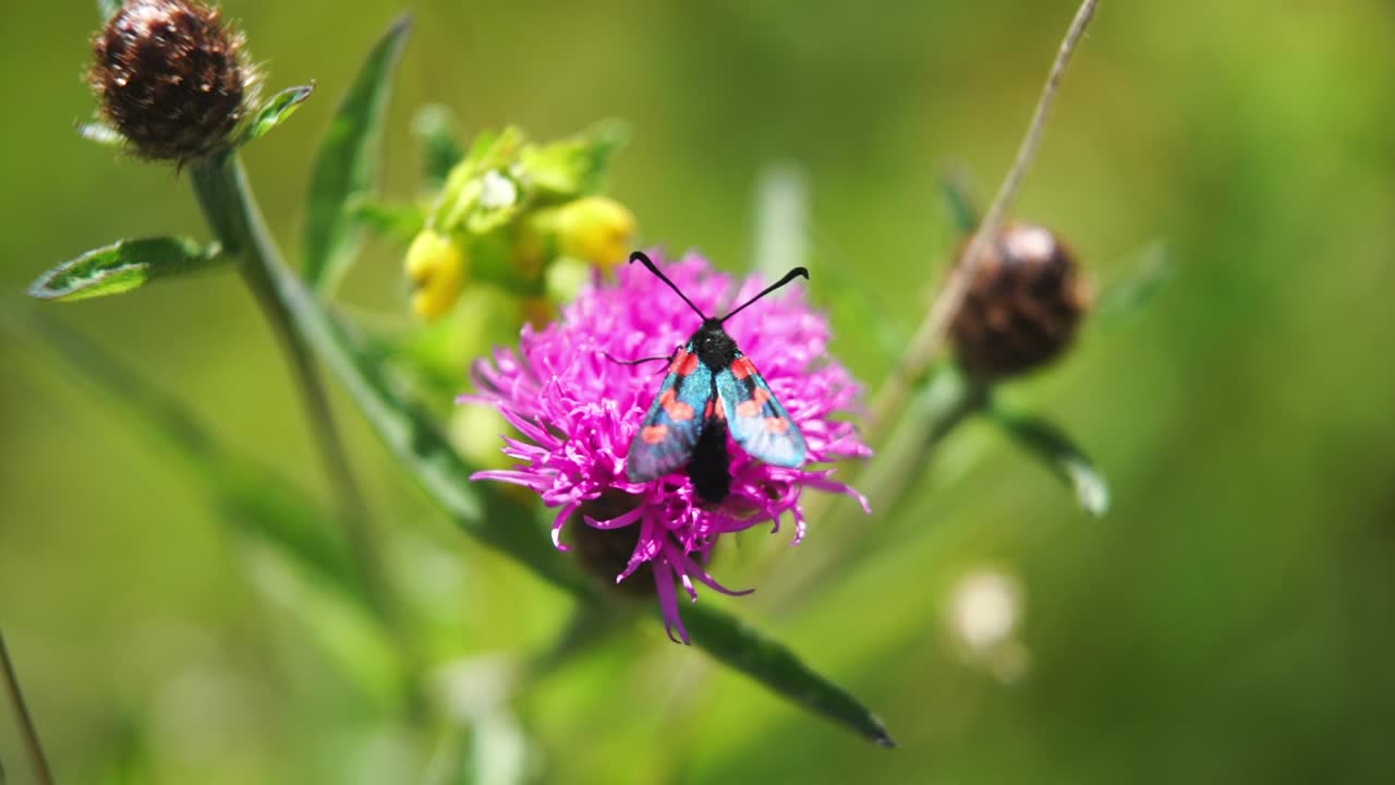 polilla zygaena polinizando una mala hierba florecida en cámara lenta
