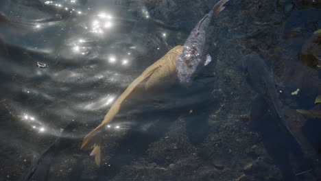 sunlight reflects through clear water with japanese koi fish swimming in tokyo, japan