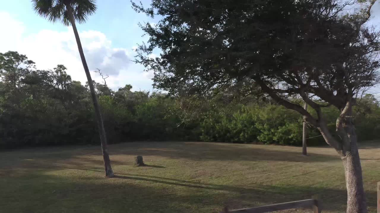 rastreando a través del bosque con árboles y nubes ondulantes en el fondo