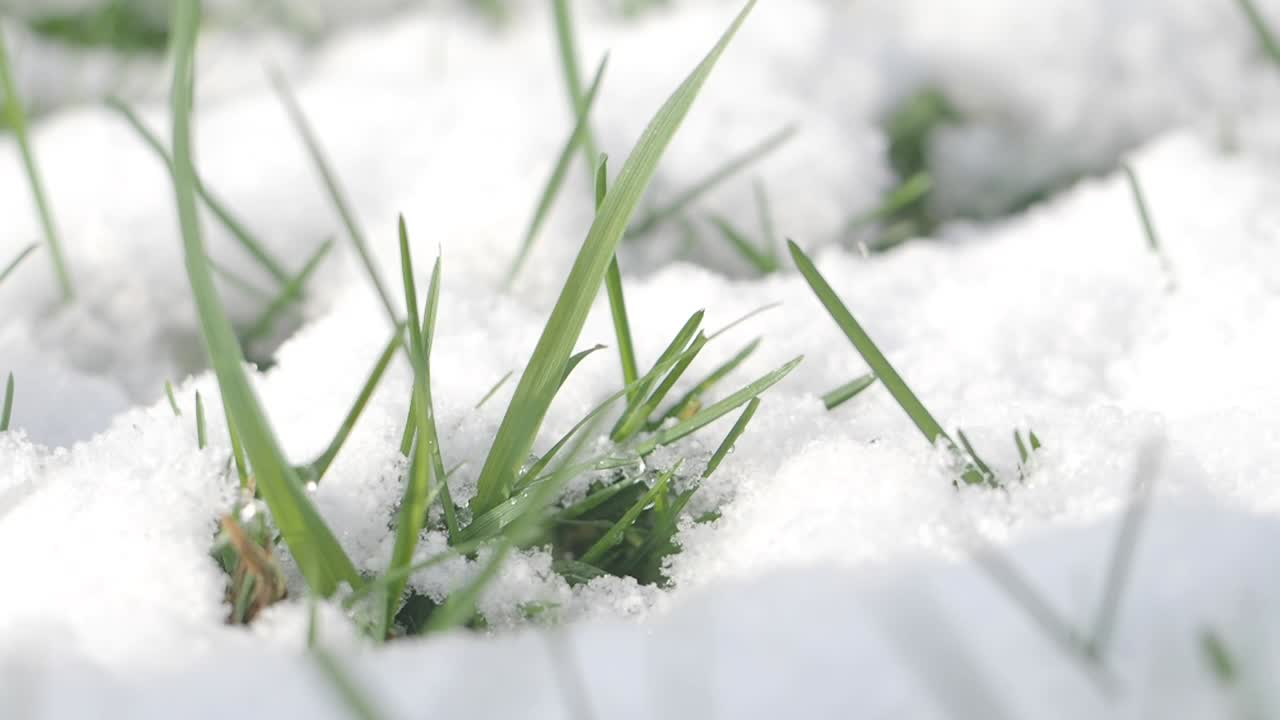 Erba che spunta dalla neve