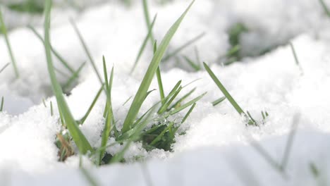grass peeking through snow