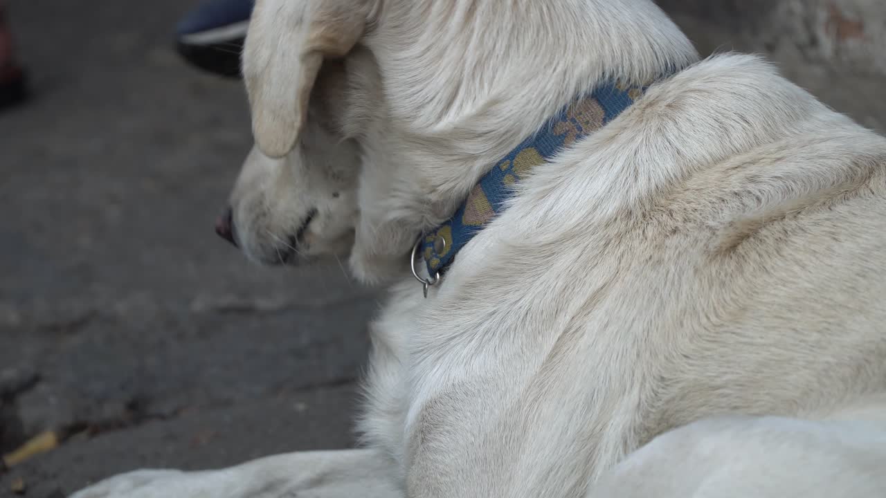 perro callejero con maquillaje en chiang mai, tailandia