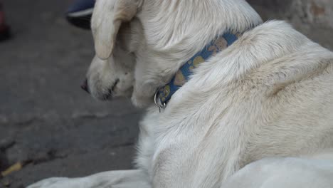 street dog with makeup in chiang mai, thailand