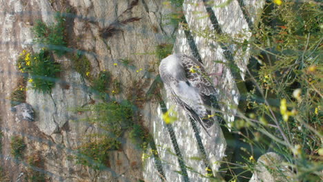 Close-Up-of-rescued-sea-gull-behind-fence-in-Normandy,-France