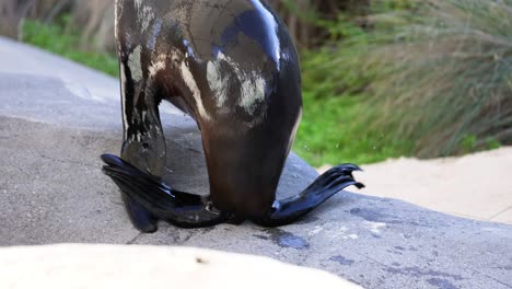 seal and seagull together at melbourne zoo