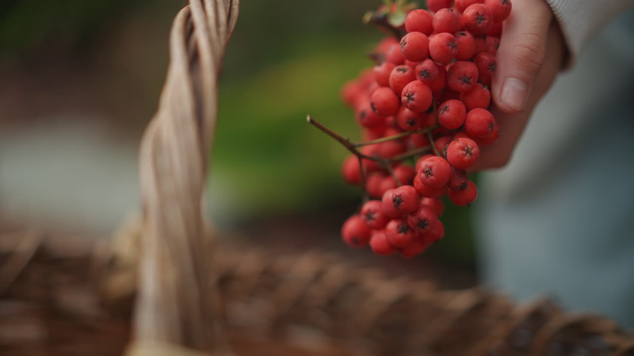 Mani caucasiche che tengono bacche rosse di sorbo, un bambino raccoglitore che mette i grappoli in un cesto di vimini, primo piano ravvicinato della manica di un maglione, sfondo di giardino autunnale, atmosfera di vita lenta, raccolto casalingo rustico.
