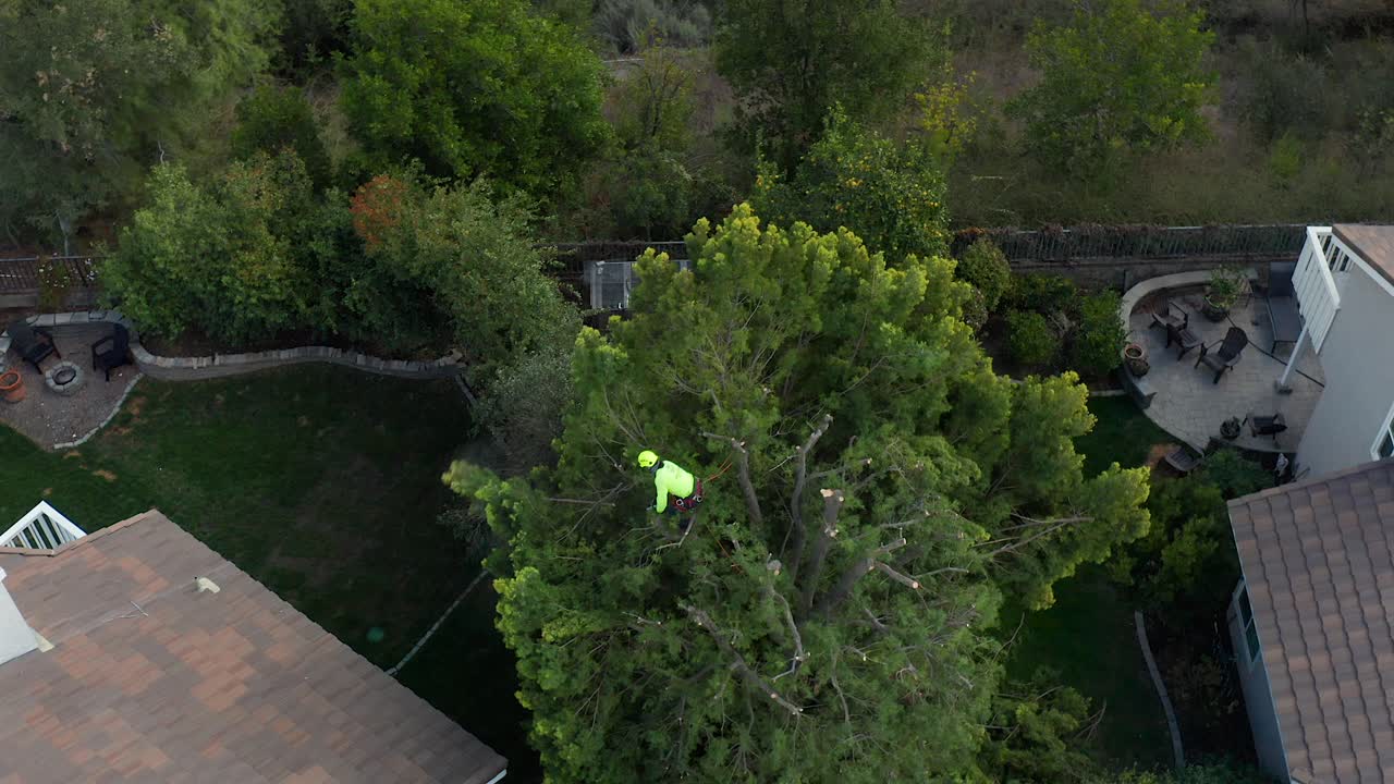 Aerial view of a tree trimmer pruning the top of a large tree