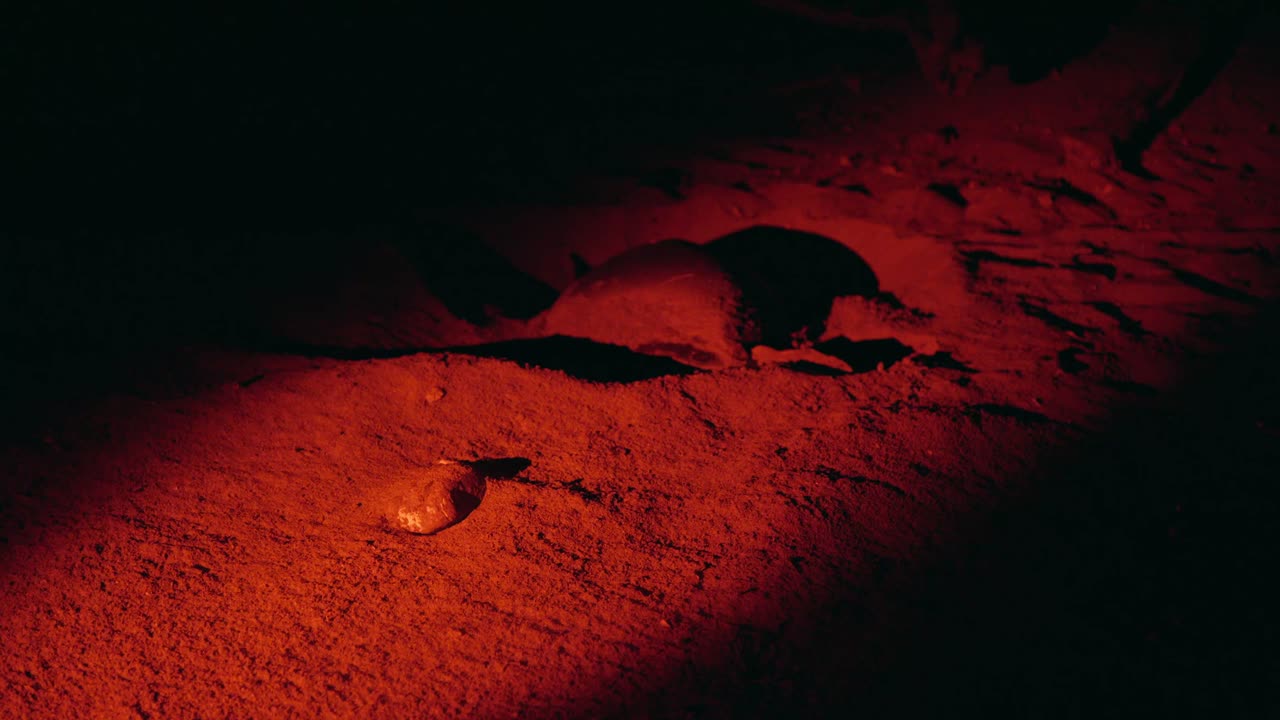Adult leatherback turtle spotted at night while laying eggs in the sand under red light. Shot in Costa Rica.