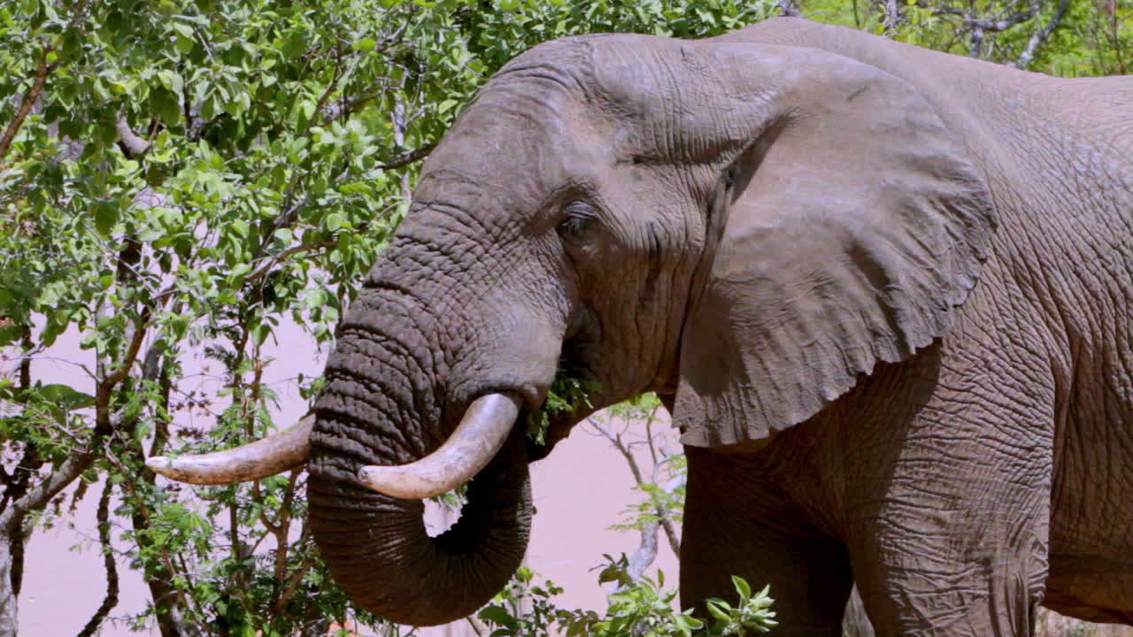 Adult male African elephant feeding on trees in between the bush homes of a lodge in South Africa. He's in heat.