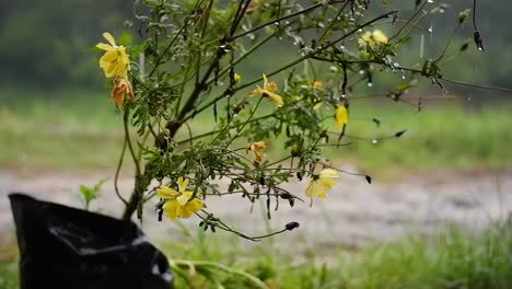 Starker-Regen,-Der-Die-Pflanzen-Im-Garten-Durchnässt