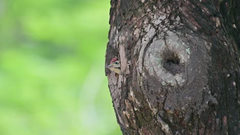 Suddenly-goes-out-of-its-nest-chirping-waiting-for-its-parents-to-come,-Speckle-breasted-Woodpecker-Dendropicos-poecilolaemus,-Thailand