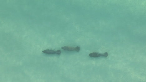 Three-Manatees-in-single-file-rest-in-shallow-green-water,-aerial-view