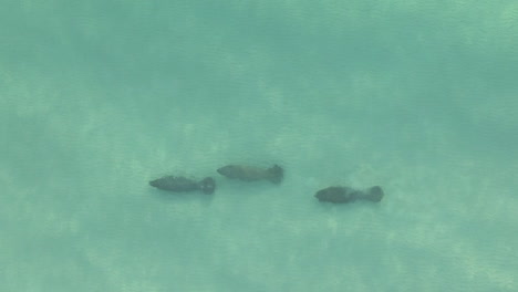 three manatees in single file rest in shallow green water, aerial view